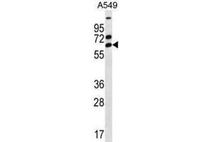 ZNF835 Antibody (N-term) western blot analysis in A549 cell line lysates (35 µg/lane). (ZNF835 抗体  (N-Term))