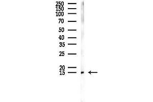 Western blot analysis of lysates from PC12 cells, using Histone H3 Antibody at 1/1000 dilution.