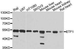 Western blot analysis of extracts of various cell lines, using ETF1 antibody (ABIN1876949) at 1:1000 dilution. (ETF1 抗体)
