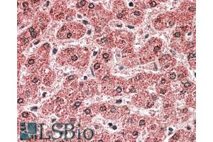 ABIN571250 (5µg/ml) staining of paraffin embedded Human Liver. (MPV17 抗体  (Internal Region))