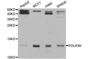 Western blot analysis of extracts of various cell lines, using POLR3K antibody.