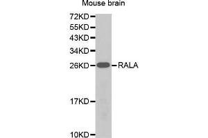 Western Blotting (WB) image for anti-Ras-related Protein Ral-A (rala) (AA 1-206) antibody (ABIN1682465) (rala 抗体  (AA 1-206))
