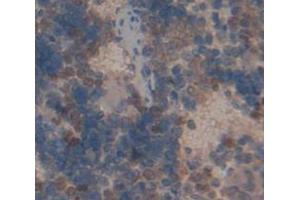 IHC-P analysis of Rat Tissue, with DAB staining. (TRADD 抗体  (AA 24-261))