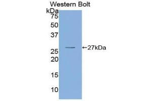 Western blot analysis of recombinant Human OIT3. (OIT3 抗体  (AA 297-506))