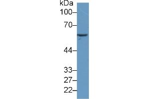 Western Blot; Sample: Human MCF7 cell lysate; Primary Ab: 2µg/ml Mouse Anti-Human HSPD1 Antibody Second Ab: 0. (TNFSF14 抗体  (AA 62-240))