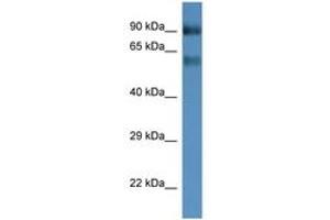 Image no. 1 for anti-Solute Carrier Family 6 (Neutral Amino Acid Transporter), Member 15 (SLC6A15) (AA 400-449) antibody (ABIN6746236) (SLC6A15 抗体  (AA 400-449))