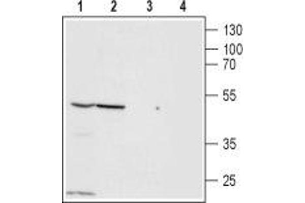 ZACN 抗体  (Extracellular, N-Term)