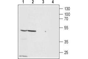 Western blot analysis of PANC-1 (lanes 1 and 3) and Jurkat (lanes 2 and 4) cell lysates: - 1,2. (ZACN 抗体  (Extracellular, N-Term))
