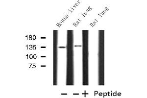 Western blot analysis of Histone KPB1/2 expression in various lysates (KPB1/2 抗体)