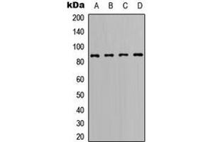 Western blot analysis of BCL6 expression in Ramos (A), A20 (B), Raw264. (BCL6 抗体  (C-Term))