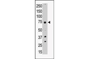 Western blot analysis of PRDM14 polyclonal antibody  in A-549 cell lysate. (PRDM14 抗体  (N-Term))