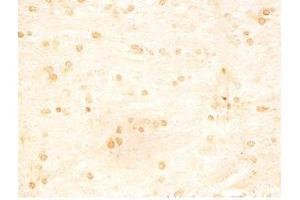 Rat brain tissue was stained by Rabbit Anti-INSL5 C Peptide (49-106) (Human) Serum (INSL5 抗体  (Preproprotein))