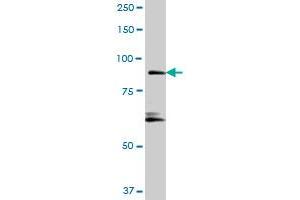 RIN1 MaxPab polyclonal antibody. (RIN1 抗体  (AA 1-783))