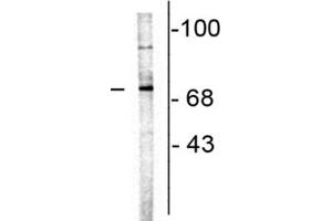 Western Blot of Anti-Choline Acetyltransferase Antibody Western Blot of Goat Anti-Choline Acetyltransferase Antibody. (Choline Acetyltransferase 抗体)
