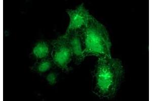 Anti-DTNA mouse monoclonal antibody (ABIN2454033) immunofluorescent staining of COS7 cells transiently transfected by pCMV6-ENTRY DTNA (RC223952). (DTNA 抗体)