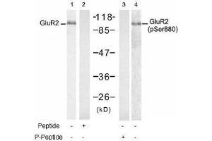 Image no. 1 for anti-Glutamate Receptor, Ionotropic, AMPA 2 (GRIA2) (Ser880) antibody (ABIN197558) (GRIA2 抗体  (Ser880))