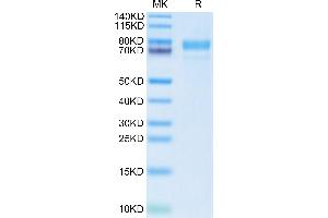 SDS-PAGE (SDS) image for Sialic Acid Binding Ig-Like Lectin 10 (SIGLEC10) (AA 17-552) protein (His tag) (ABIN7275582)