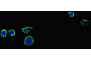 Immunofluorescent analysis of HepG2 cells using ABIN7156809 at dilution of 1:100 and Alexa Fluor 488-congugated AffiniPure Goat Anti-Rabbit IgG(H+L) (Interleukin 17a 抗体  (AA 26-132))