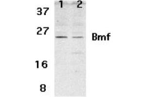Image no. 2 for anti-Bcl2 Modifying Factor (BMF) (N-Term) antibody (ABIN205648) (BMF 抗体  (N-Term))