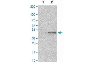 Western Blot analysis of Lane 1: RT-4 and Lane 2: U-251MG sp cell lysates with SAV1 polyclonal antibody . (SAV1 抗体)