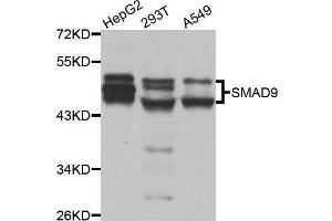 Western blot analysis of extracts of various cell lines, using SMAD9 antibody (ABIN5975592) at 1/1000 dilution. (SMAD9 抗体)