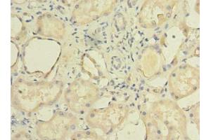 Immunohistochemistry of paraffin-embedded human kidney tissue using ABIN7150898 at dilution of 1:100 (TCTE1 抗体  (AA 285-501))