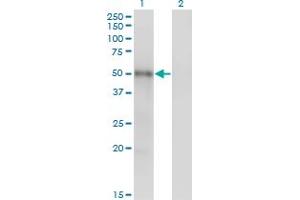 Western Blotting (WB) image for anti-MAP Kinase Interacting serine/threonine Kinase 1 (MKNK1) (AA 1-465) antibody (ABIN563699)
