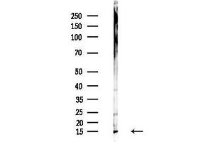anti-Histone H3.1 (HIST1H3B) (pSer10) antibody