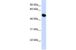 Western Blotting (WB) image for anti-Solute Carrier Family 2 (Facilitated Glucose Transporter), Member 9 (SLC2A9) antibody (ABIN2458775) (SLC2A9 抗体)