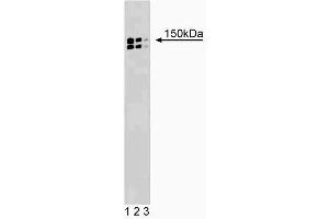 Western blot analysis of p150 [Glued] on a rat cerebrum lysate (left). (Dynactin 1 抗体  (AA 3-202))