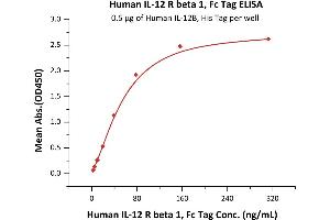 Immobilized Human IL-12B, His Tag (ABIN2181334,ABIN3071755,ABIN6810016) at 5 μg/mL (100 μL/well) can bind Human IL-12 R beta 1, Fc Tag (ABIN6731330,ABIN6809859) with a linear range of 5-78 ng/mL (QC tested). (IL12RB1 Protein (AA 24-540) (Fc Tag))