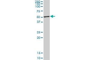 STAMBP MaxPab polyclonal antibody. (STAMBP 抗体  (AA 1-424))