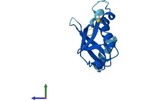 Protein Structure (PS) image for Small Nuclear Ribonucleoprotein 25kDa (U11/U12) (SNRNP25) (AA 1-123) protein (His tag) (ABIN7559961)