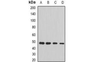 Western blot analysis of STAMBP expression in HepG2 (A), Hela (B), mouse brain (C), rat lung (D) whole cell lysates. (STAMBP 抗体)