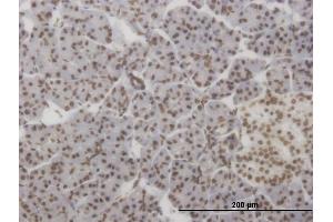 Immunoperoxidase of monoclonal antibody to HMX2 on formalin-fixed paraffin-embedded human pancreas. (HMX2 抗体  (AA 125-224))