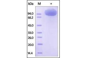 SDS-PAGE (SDS) image for Colony Stimulating Factor 1 Receptor (CSF1R) (AA 20-512) (Active) protein (Fc Tag) (ABIN2180912)