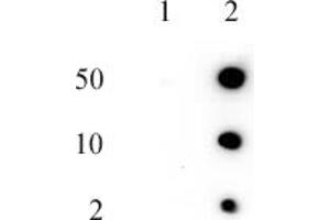 Histone H2AQ104me1 (pAb) tested by dot blot analysis. (Histone H2A 抗体  (meGln104))