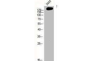 Western Blot analysis of 293T cells using FN1 Polyclonal Antibody (Fibronectin 1 抗体  (C-Term))