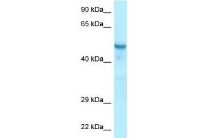 WB Suggested Anti-Ccdc6 Antibody Titration: 1. (CCDC6 抗体  (N-Term))
