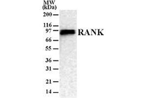 RANK Western Blot. (TNFRSF11A 抗体)