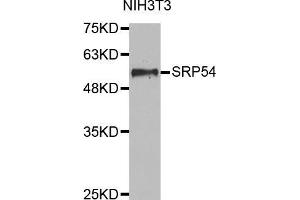 Western blot analysis of extracts of NIH3T3 cell lines, using SRP54 antibody. (SRP54 抗体  (AA 196-455))
