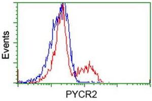 HEK293T cells transfected with either RC204525 overexpress plasmid (Red) or empty vector control plasmid (Blue) were immunostained by anti-PYCR2 antibody (ABIN2453560), and then analyzed by flow cytometry. (PYCR2 抗体)