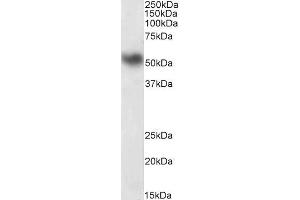 ABIN571130 (0. (LSP1 抗体  (C-Term))