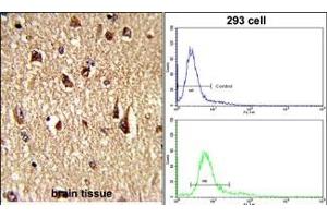 (LEFT)Formalin-fixed and paraffin-embedded human brain tissue reacted with FKHR Antibody (Center ), which was peroxidase-conjugated to the secondary antibody, followed by DAB staining. (FOXO1 抗体  (AA 454-482))