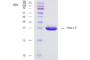 Recombinant allergen rVes v 5 purity verification.