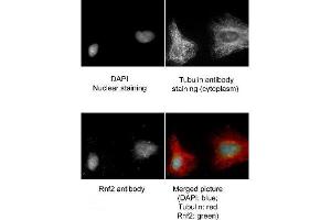 Immunofluorescence Microscopy of Goat anti-RING1B antibody. (RNF2 抗体  (AA 180-205))