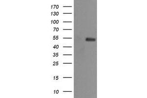 Image no. 2 for anti-Mdm4-binding Protein (MDM4) antibody (ABIN1499358) (MDM4-binding Protein 抗体)