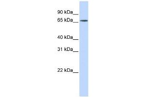 HNRNPR antibody used at 1 ug/ml to detect target protein. (HNRNPR 抗体  (N-Term))