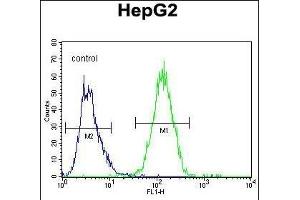 GFER Antibody (C-term) (ABIN655619 and ABIN2845099) flow cytometric analysis of HepG2 cells (right histogram) compared to a negative control cell (left histogram). (GFER 抗体  (C-Term))