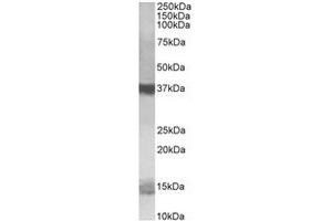 Antibody (1µg/ml) staining of K562 lysate (35µg protein in RIPA buffer). (PFDN1 抗体  (C-Term))
